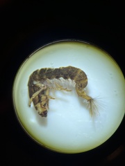 Hydropsyche pellucidula