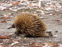 Tachyglossus aculeatus multiaculeatus