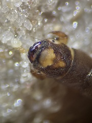 Hydropsyche pellucidula