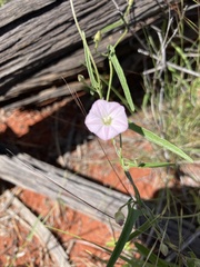 Convolvulus remotus