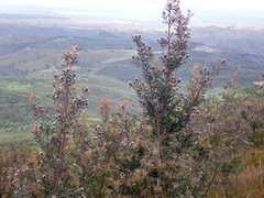 Leucadendron conicum
