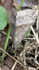 Hypena laceratalis