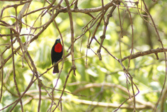 Chalcomitra senegalensis