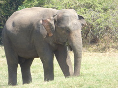 Elephas maximus maximus