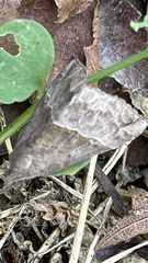 Hypena laceratalis
