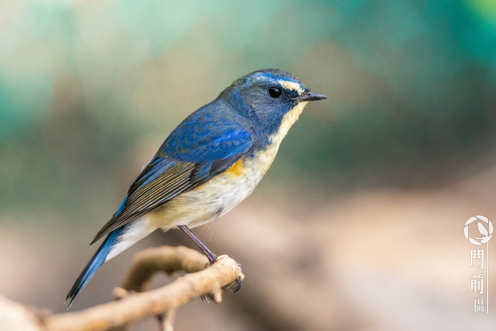Red-flanked Bluetail (Tarsiger cyanurus) photo