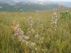 Leucadendron conicum