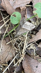 Hypena laceratalis