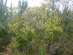 Leucadendron pubibracteolatum