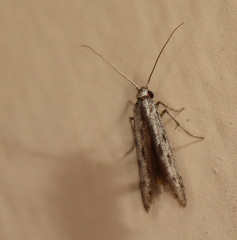 Thiotricha anticentra