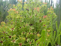 Leucadendron pubibracteolatum