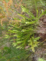 Erica densifolia
