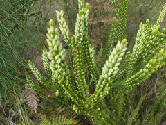 Erica densifolia