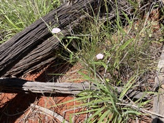 Convolvulus remotus