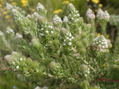 Phylica pinea