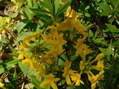 Rhododendron luteum