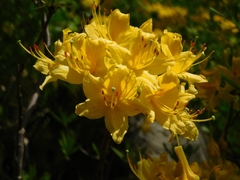 Rhododendron luteum