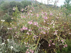 Polygala fruticosa