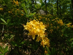 Rhododendron luteum