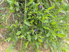 Psoralea asarina