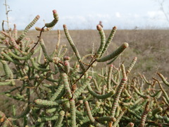 Salicornia perennis