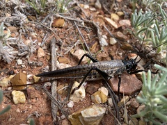 Hadrogryllacris