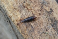 Clausilia rugosa parvula