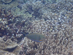 Acanthurus lineatus