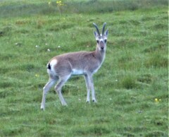 Procapra picticaudata