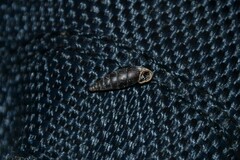 Clausilia rugosa parvula