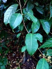 Genianthus laurifolius