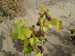 Xanthium orientale