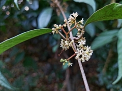 Genianthus laurifolius