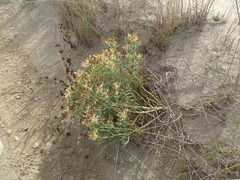 Echinophora spinosa