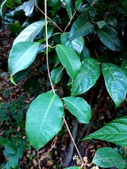 Genianthus laurifolius