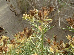 Echinophora spinosa