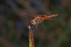 Tramea loewii