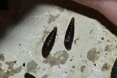 Clausilia rugosa parvula