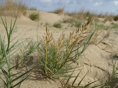 Sporobolus virginicus