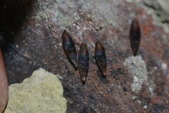 Clausilia rugosa parvula