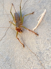 Listroscelidinae