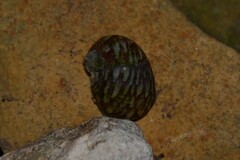 Theodoxus fluviatilis