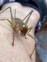 Listroscelidinae