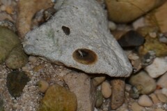 Ancylus fluviatilis