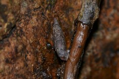 Clausilia bidentata