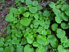 Pericallis webbii