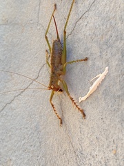 Listroscelidinae