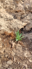 Launaea lanifera