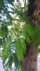 Enterolobium