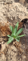 Launaea lanifera